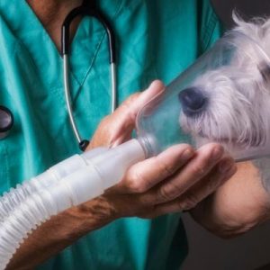 Nebulización para Perros